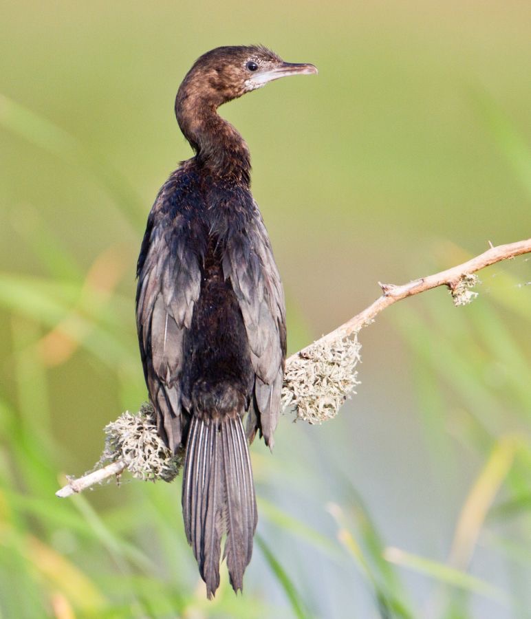 CORMORANT  LITTLE  immature.jpg