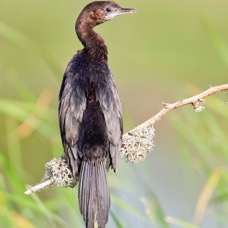 CORMORANT  LITTLE  immature.jpg