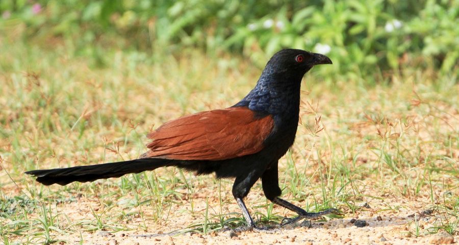 COUCAL  GREATER.jpg