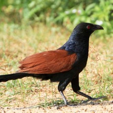 COUCAL  GREATER.jpg
