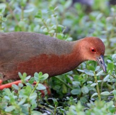 CRAKE              RED BREASTED.jpg