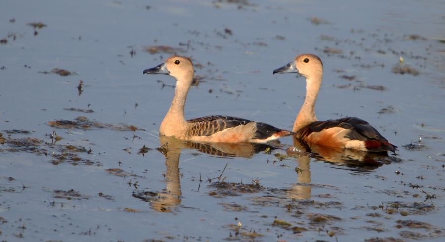 DUCKS  WHISTLING   LESSER.jpg