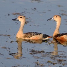 DUCKS  WHISTLING   LESSER.jpg