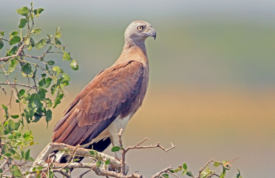FISH EAGLE   GREY HEADED.jpg