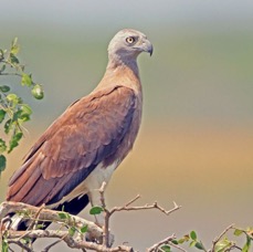 FISH EAGLE   GREY HEADED.jpg