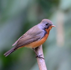 FLYCATCHER    KASHMIR        male.jpg