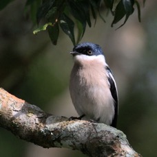 FLYCATCHER   SHRIKE..   BAR-WINGED.jpg