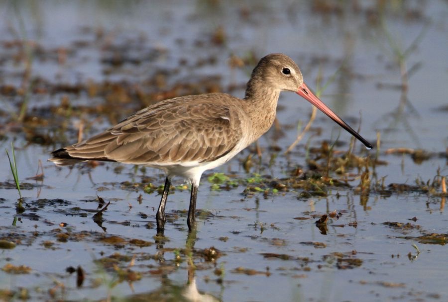 GODWIT.     BLACK TAILED.jpg