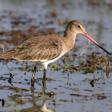 GODWIT.     BLACK TAILED.jpg