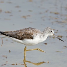 GREENSHANK.   COMMON.jpg