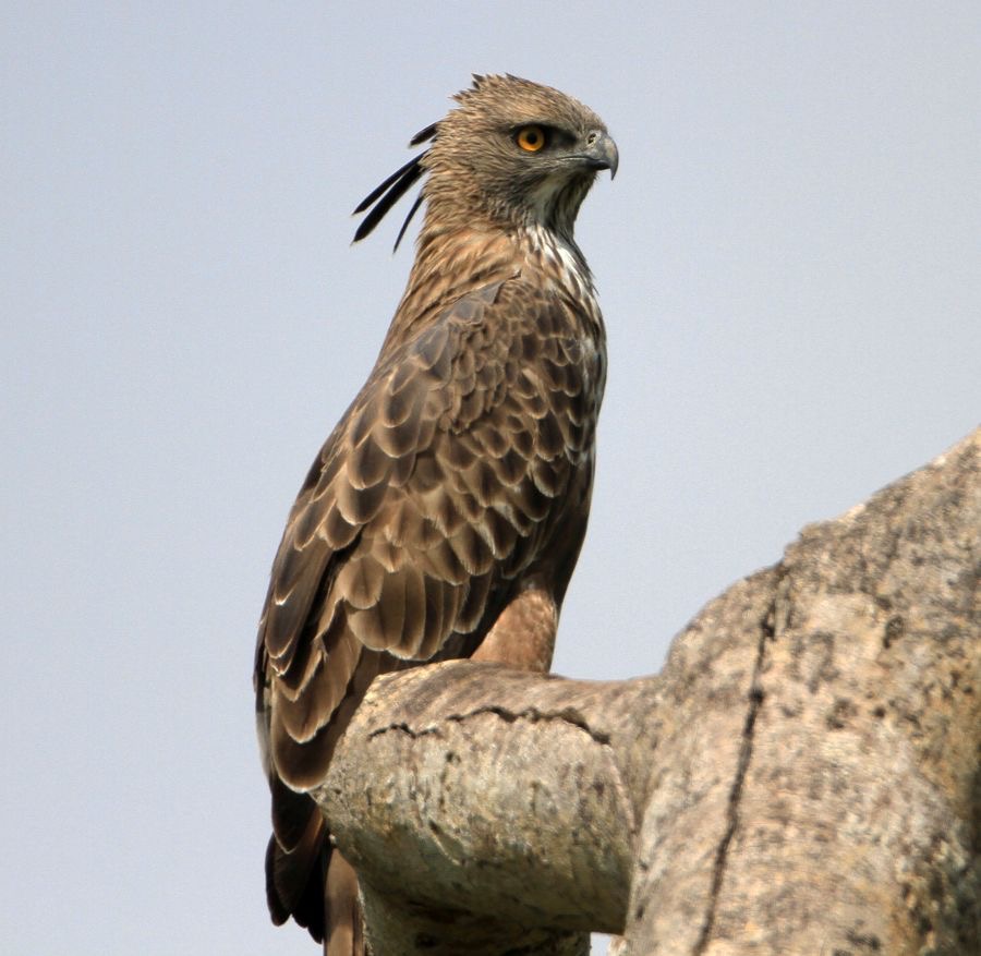HAWK-EAGLE   CHANGABLE.jpg