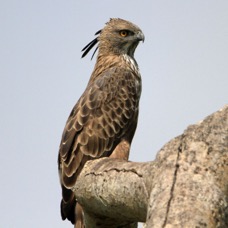 HAWK-EAGLE   CHANGABLE.jpg