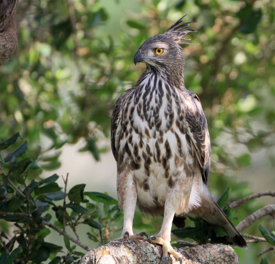 HAWK-EAGLE..  CHANGABLE.jpg