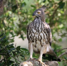 HAWK-EAGLE..  CHANGABLE.jpg