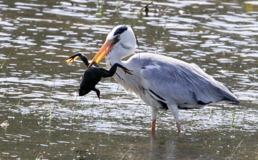 HERON          GREY  with       Bull Frog.jpg
