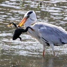 HERON          GREY  with       Bull Frog.jpg