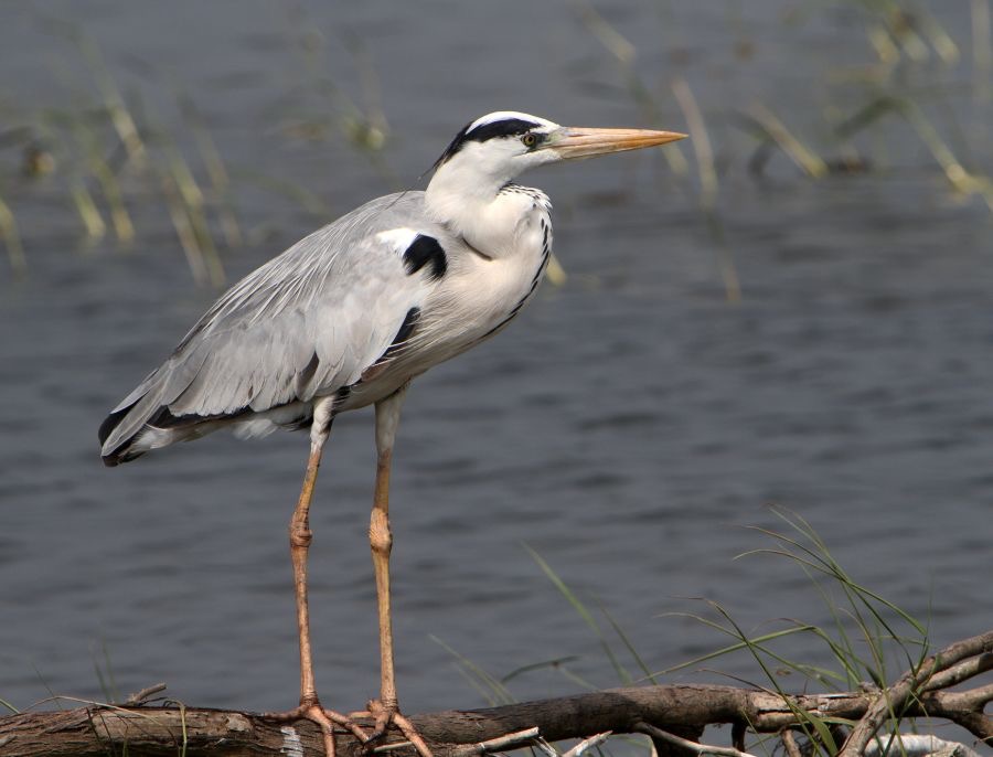 HERON         GREY.jpg