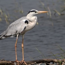 HERON         GREY.jpg