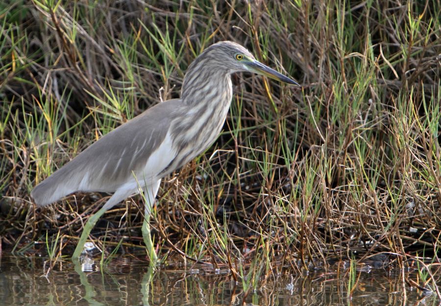 HERON        INDIAN    POND.jpg