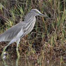HERON        INDIAN    POND.jpg