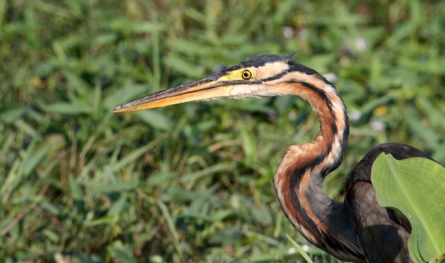 HERON      PURPLE        headshot.jpg