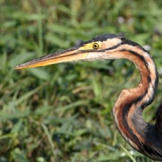 HERON      PURPLE        headshot.jpg