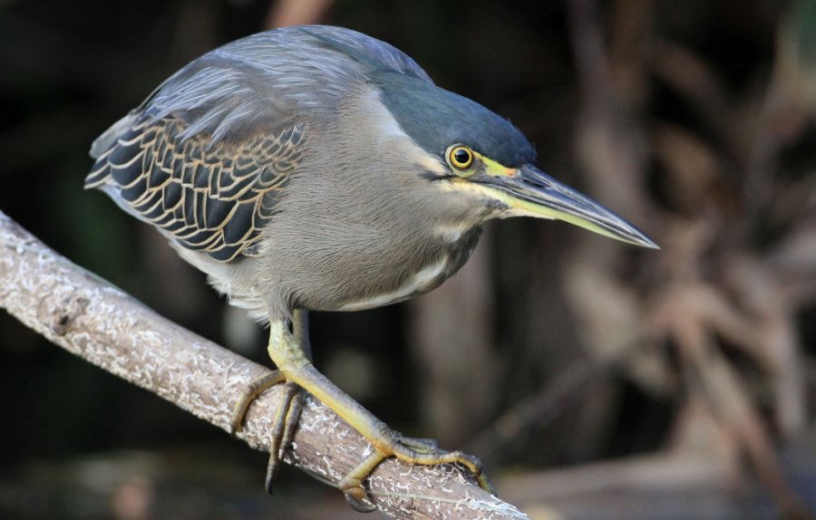 HERON    STRIATED.jpg