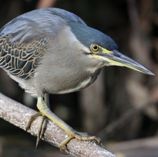 HERON    STRIATED.jpg