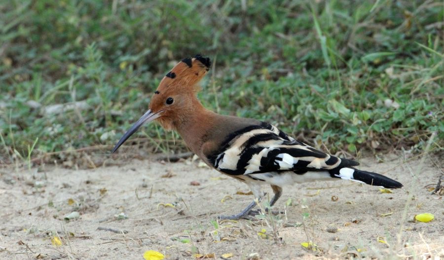 HOOPOE    COMMON.jpg