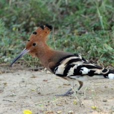 HOOPOE    COMMON.jpg