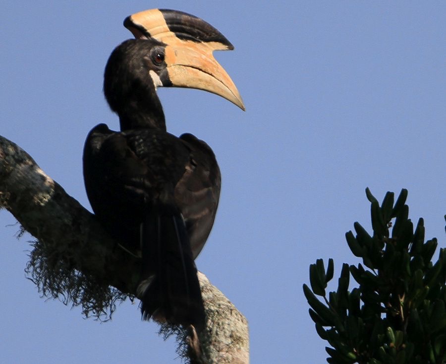 HORNBILL    MALABAR PIED.jpg