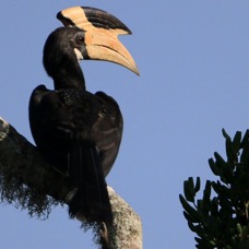 HORNBILL    MALABAR PIED.jpg