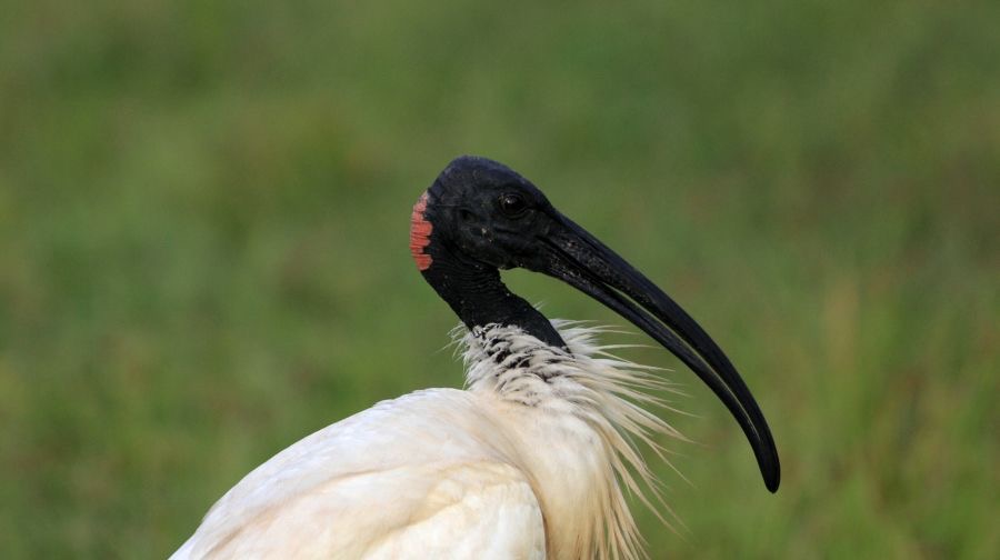 IBIS               BLACK HEADED breeding plumage.jpg