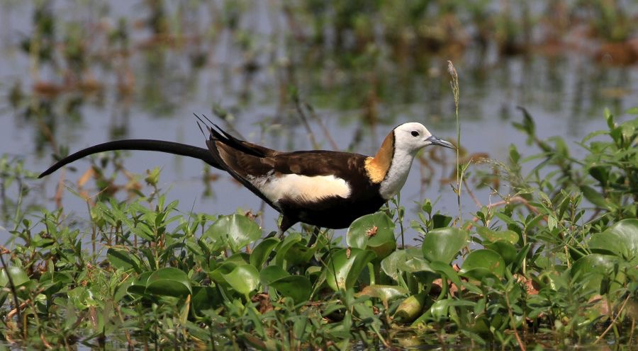 JACANA  PHEASANT   TAILED.jpg