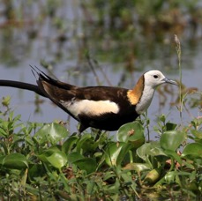 JACANA  PHEASANT   TAILED.jpg