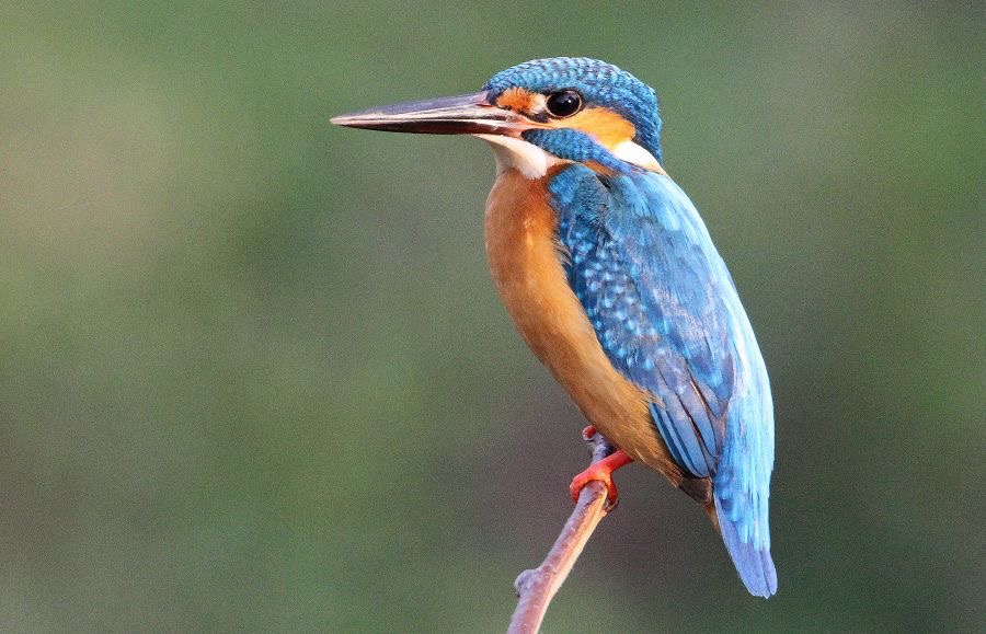 KINGFISHER.     COMMON.jpg