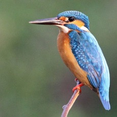 KINGFISHER.     COMMON.jpg