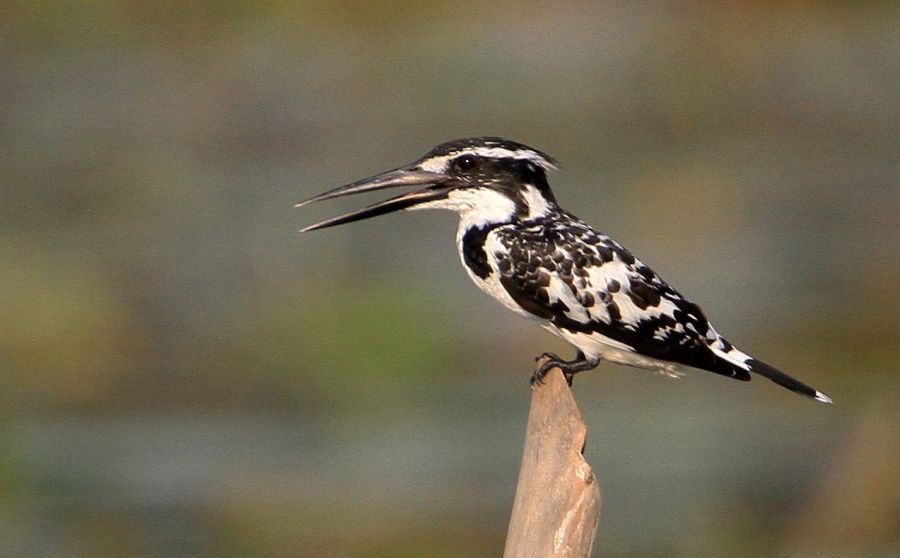 KINGFISHER..    PIED.jpg