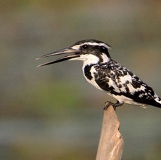 KINGFISHER..    PIED.jpg