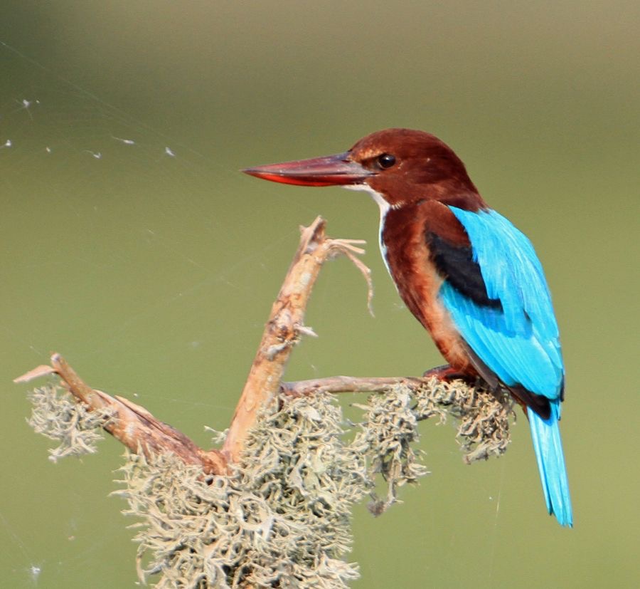 KINGFISHER..  WHITE THROATED.jpg