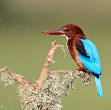KINGFISHER..  WHITE THROATED.jpg