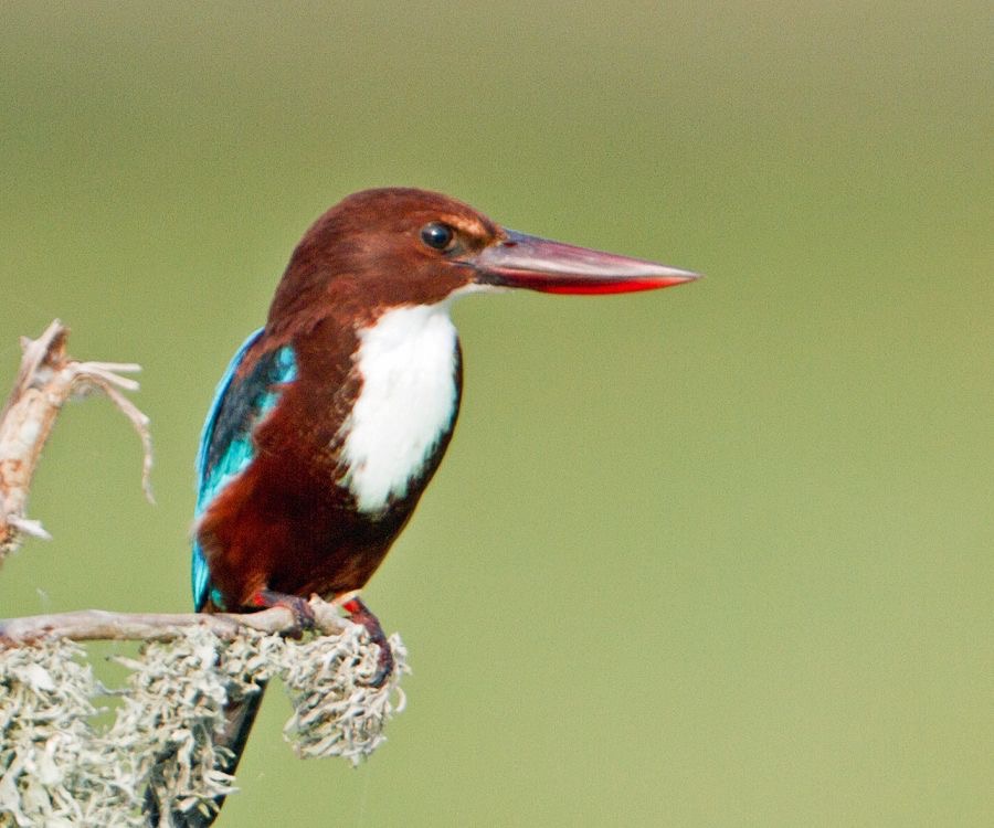 KINGFISHER.. .WHITE  THROATED.JPG