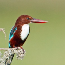 KINGFISHER.. .WHITE  THROATED.JPG