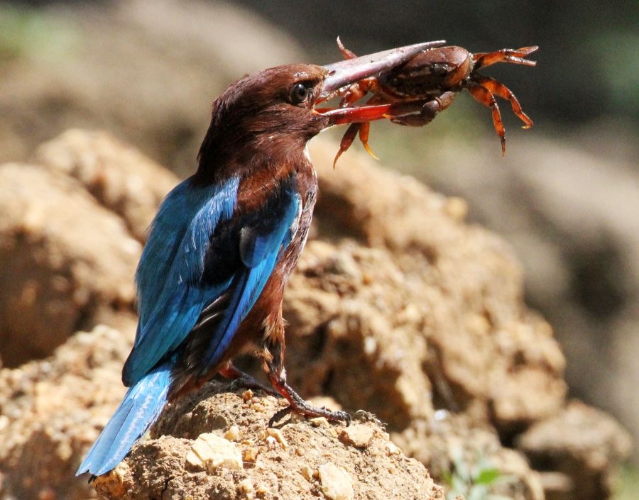 KINGFISHER...  WHITE    THROATED          with large crab.jpg