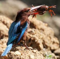 KINGFISHER...  WHITE    THROATED          with large crab.jpg