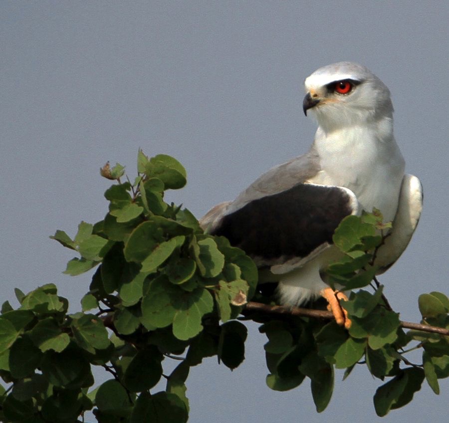 KITE...          BLACK  WINGED.jpg