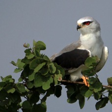 KITE...          BLACK  WINGED.jpg