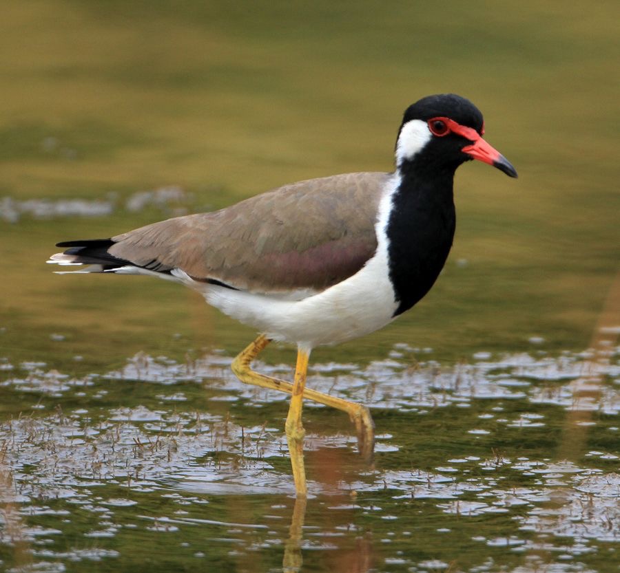 LAPWING         RED         WATTLED.jpg