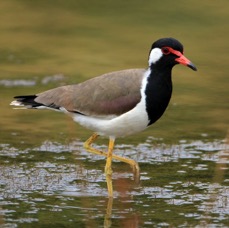 LAPWING         RED         WATTLED.jpg