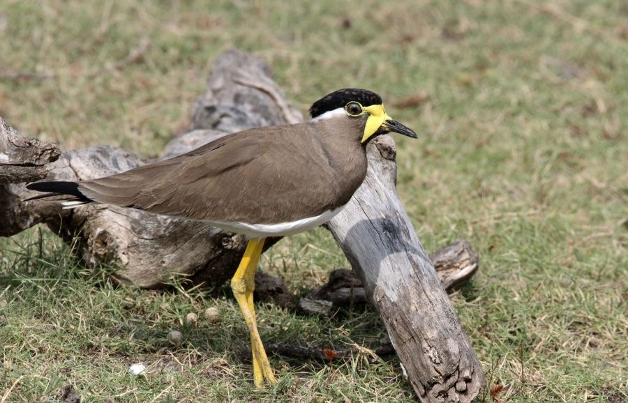 LAPWING  YELLOW    WATTLED.jpg